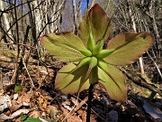 11 Helleborus viridis (Elleboro verde) sul sent. 594A